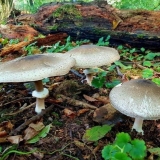 Šareni šampinjoni: opis i fotografija